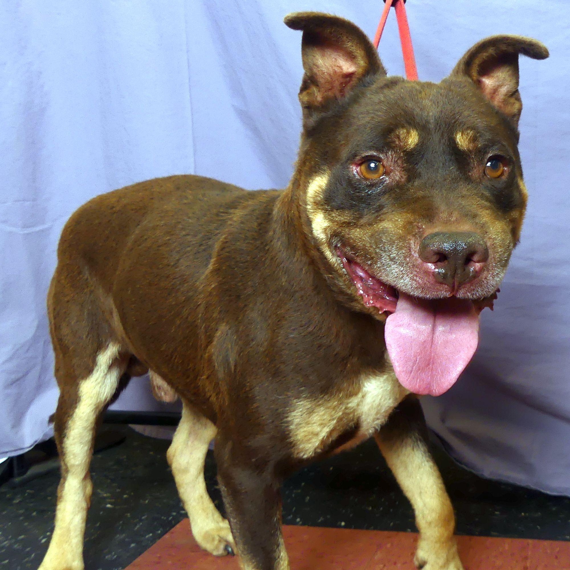 Enlarge RIDGE, a Adoptable mixed breed in Ukiah, CA image 3/3