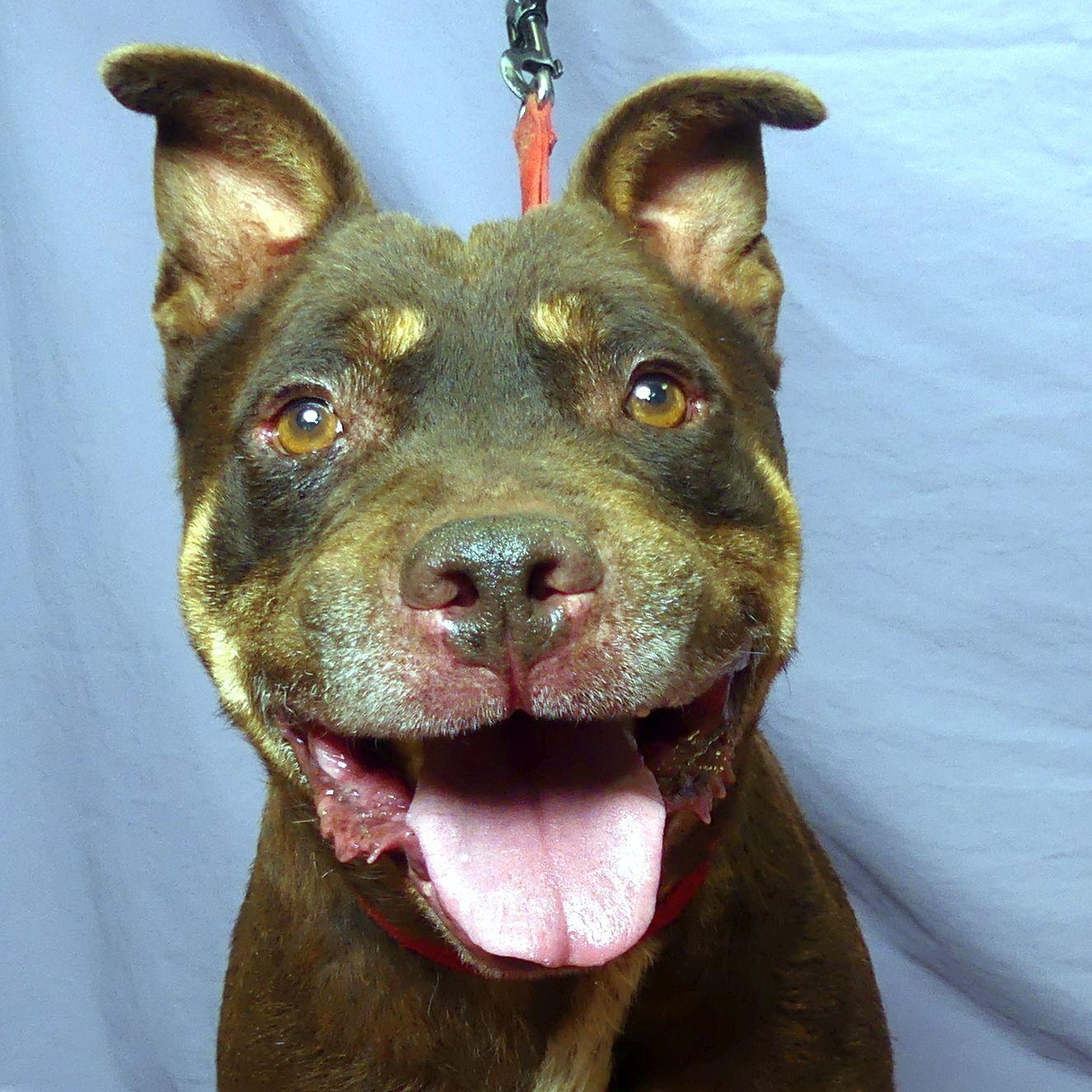 RIDGE, Adoptable, Adult Male Australian Kelpie.