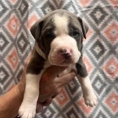 Enlarge Benedict, an adopted mixed breed in Lodi, CA image 3/4