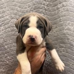 Enlarge Benedict, an adopted mixed breed in Lodi, CA image 4/4