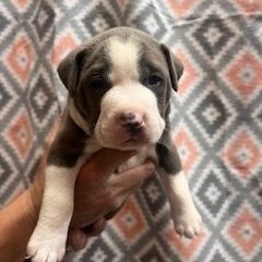 Enlarge Benedict, an adopted mixed breed in Lodi, CA image 2/4