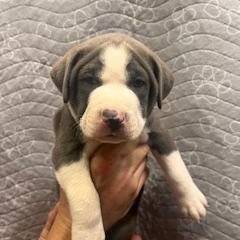 Benedict, adopted, Puppy Male Staffordshire Bull Terrier.