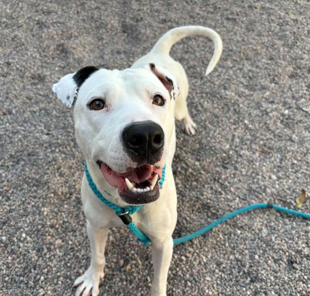 MICHAELANGELO, Adoptable, Adult Male Pit Bull Terrier.