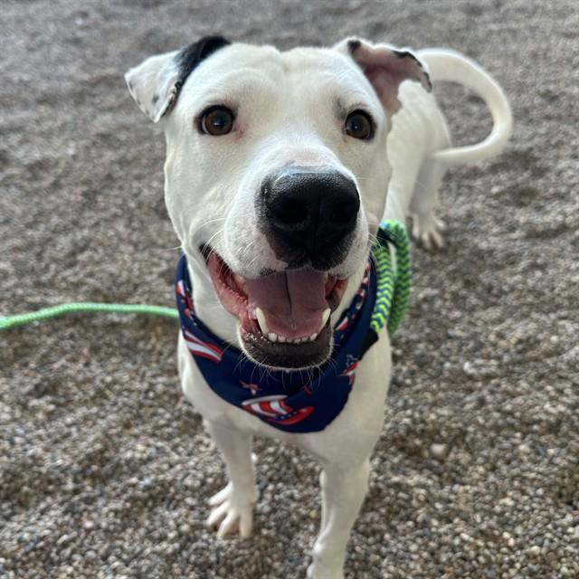 MICHAELANGELO, Adoptable, Adult Male Pit Bull Terrier.