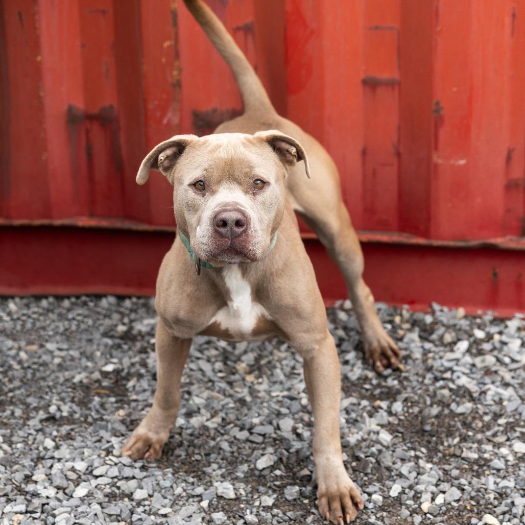 Enlarge Bruno, a Adoptable Mixed Breed in Cape Girardeau, MO image 4/5