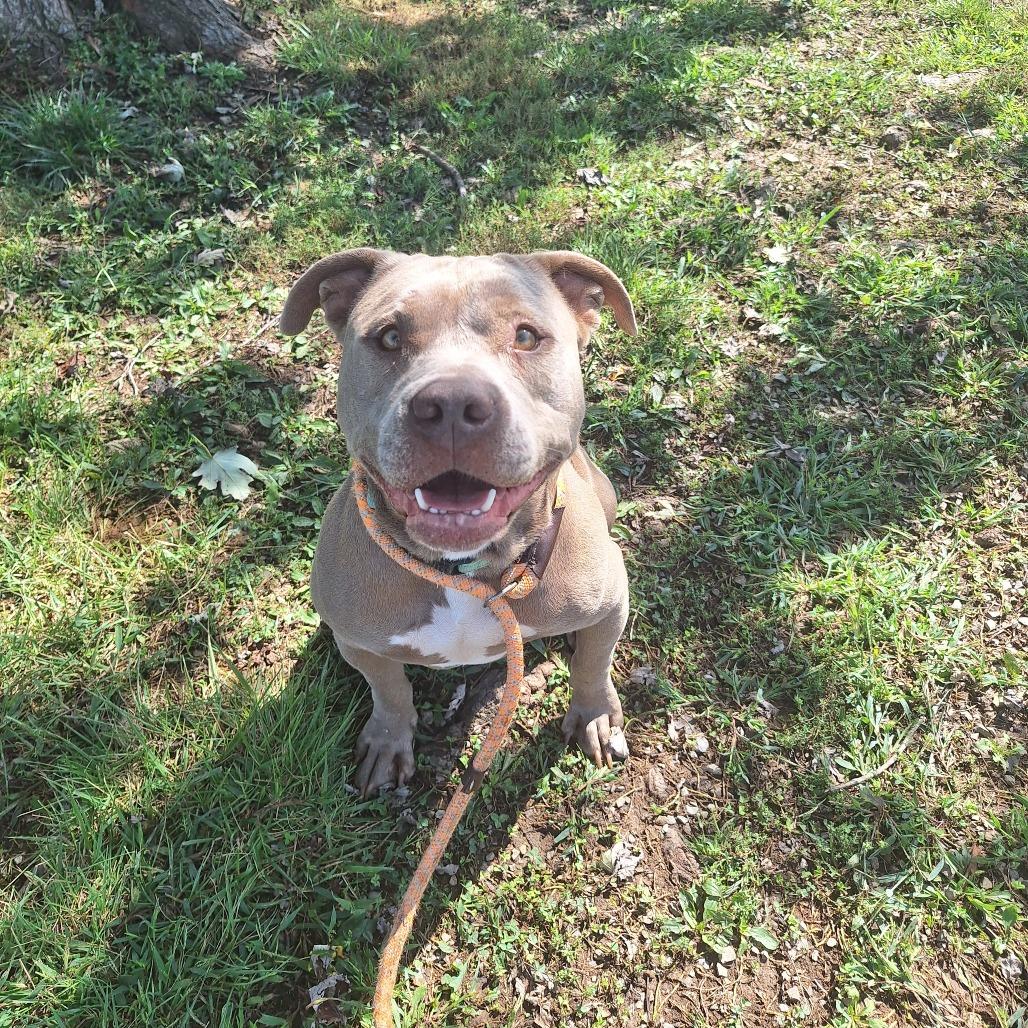 Bruno, a Adoptable Mixed Breed in Cape Girardeau, MO image 1/2