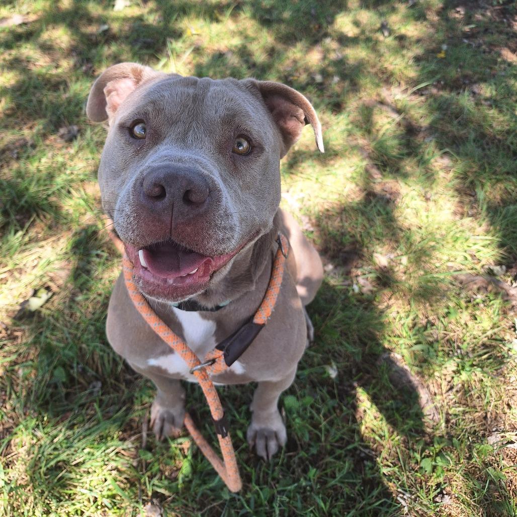 Bruno, a Adoptable Mixed Breed in Cape Girardeau, MO image 2/2