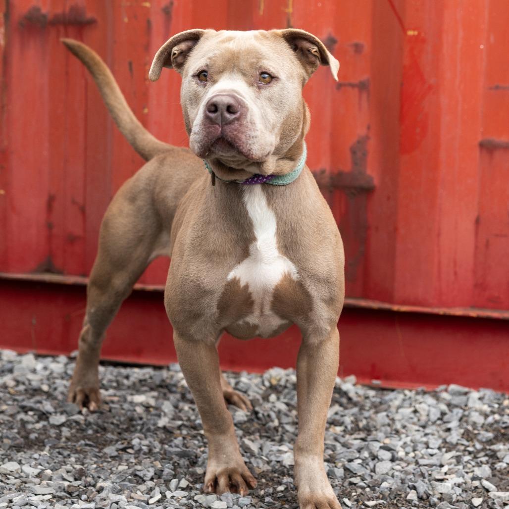 Bruno, Adoptable, Adult Male Mixed Breed.