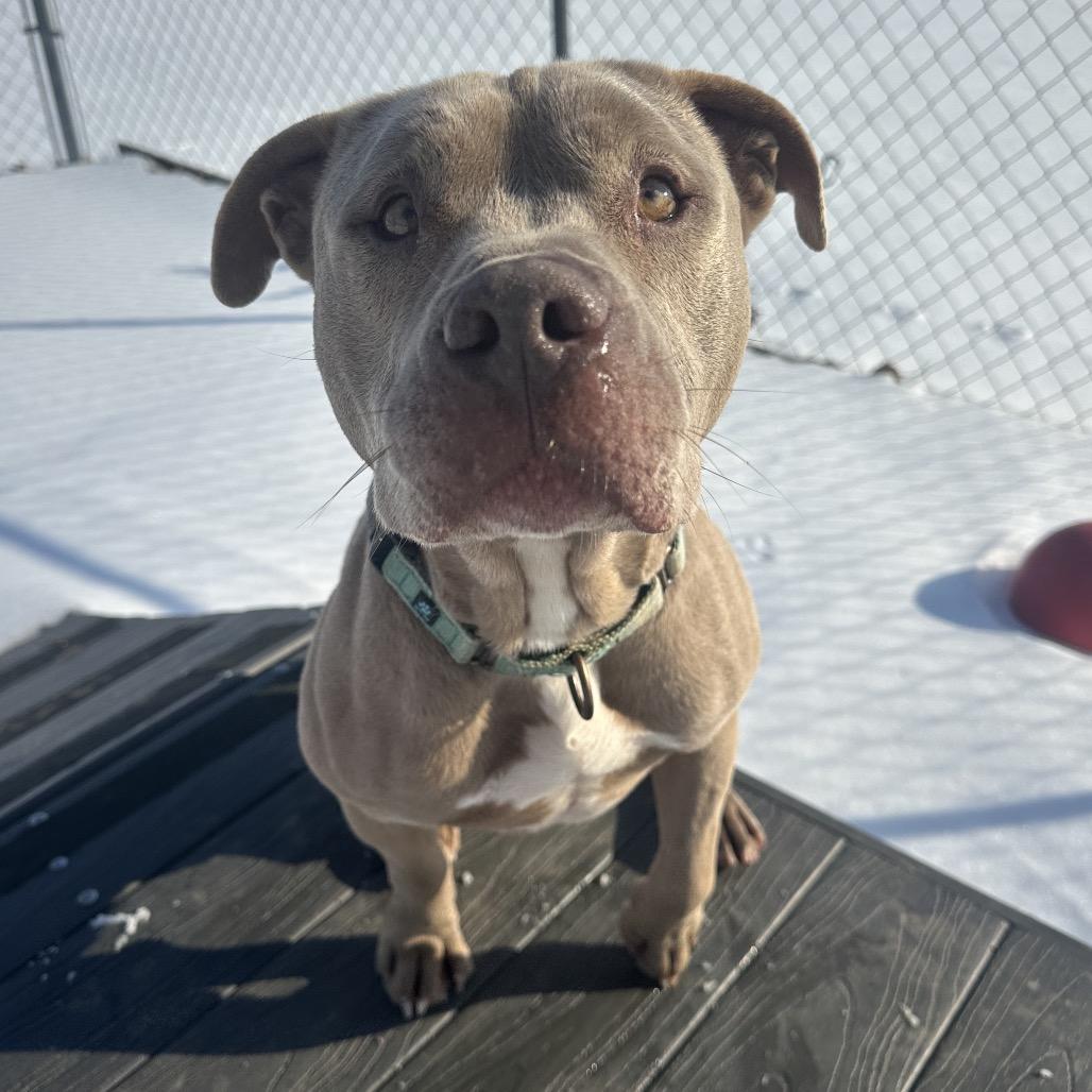 Enlarge Bruno, a Adoptable Mixed Breed in Cape Girardeau, MO image 1/3