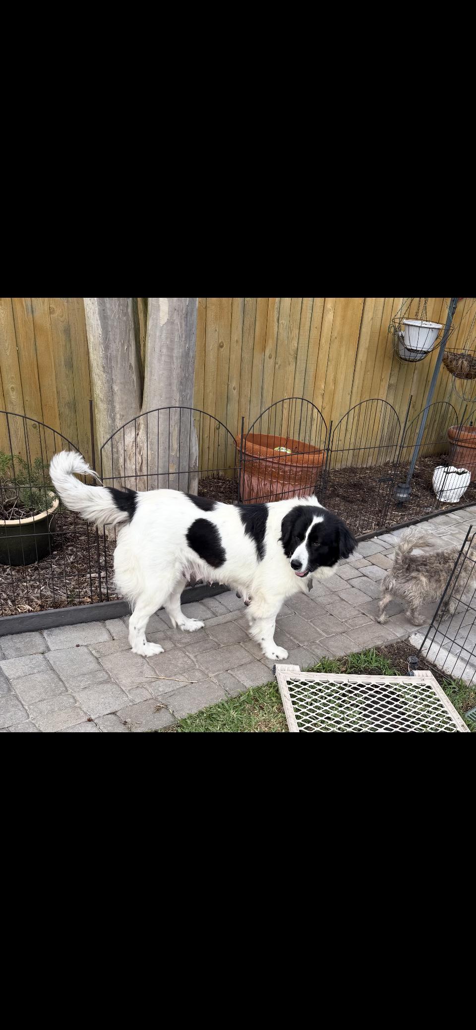 Gracie Mae HTX, Adoptable, Adult Female Great Pyrenees.