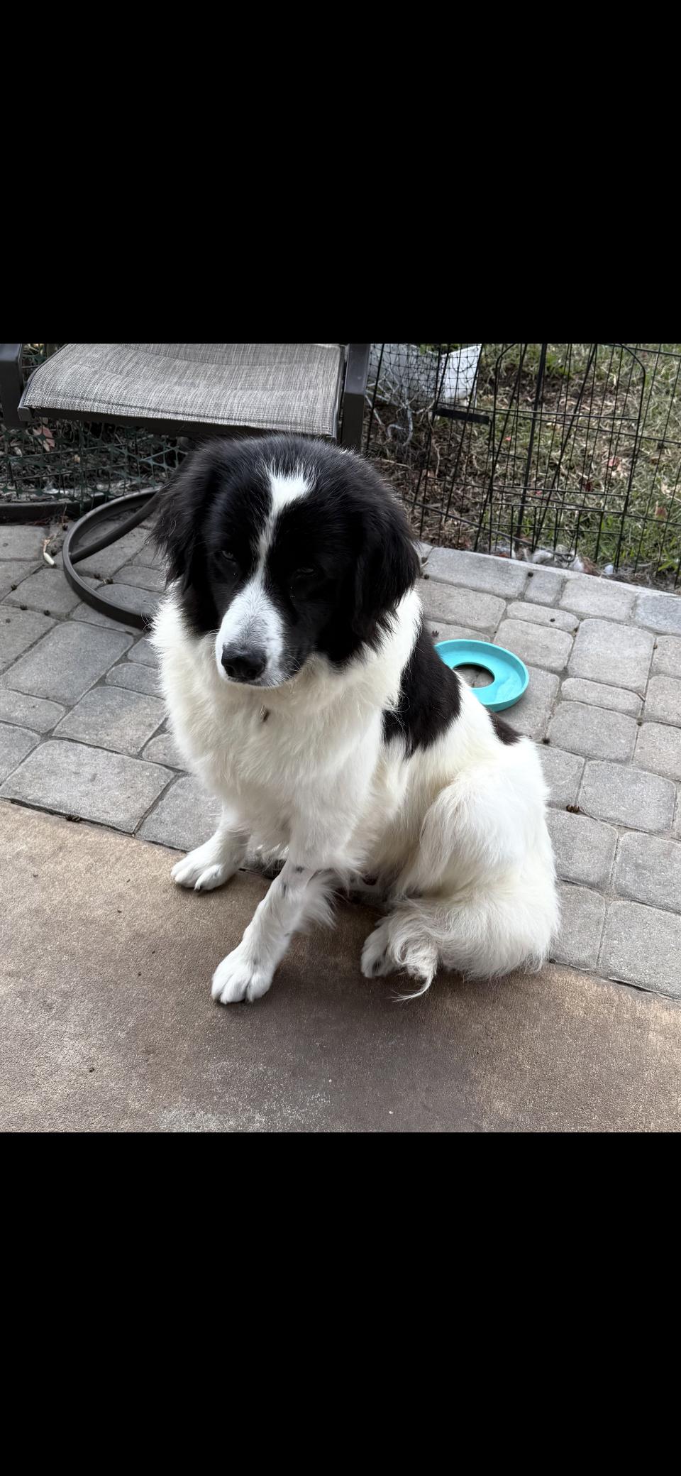 Enlarge Gracie Mae HTX, a Adoptable mixed breed in Quinlan, TX image 2/6