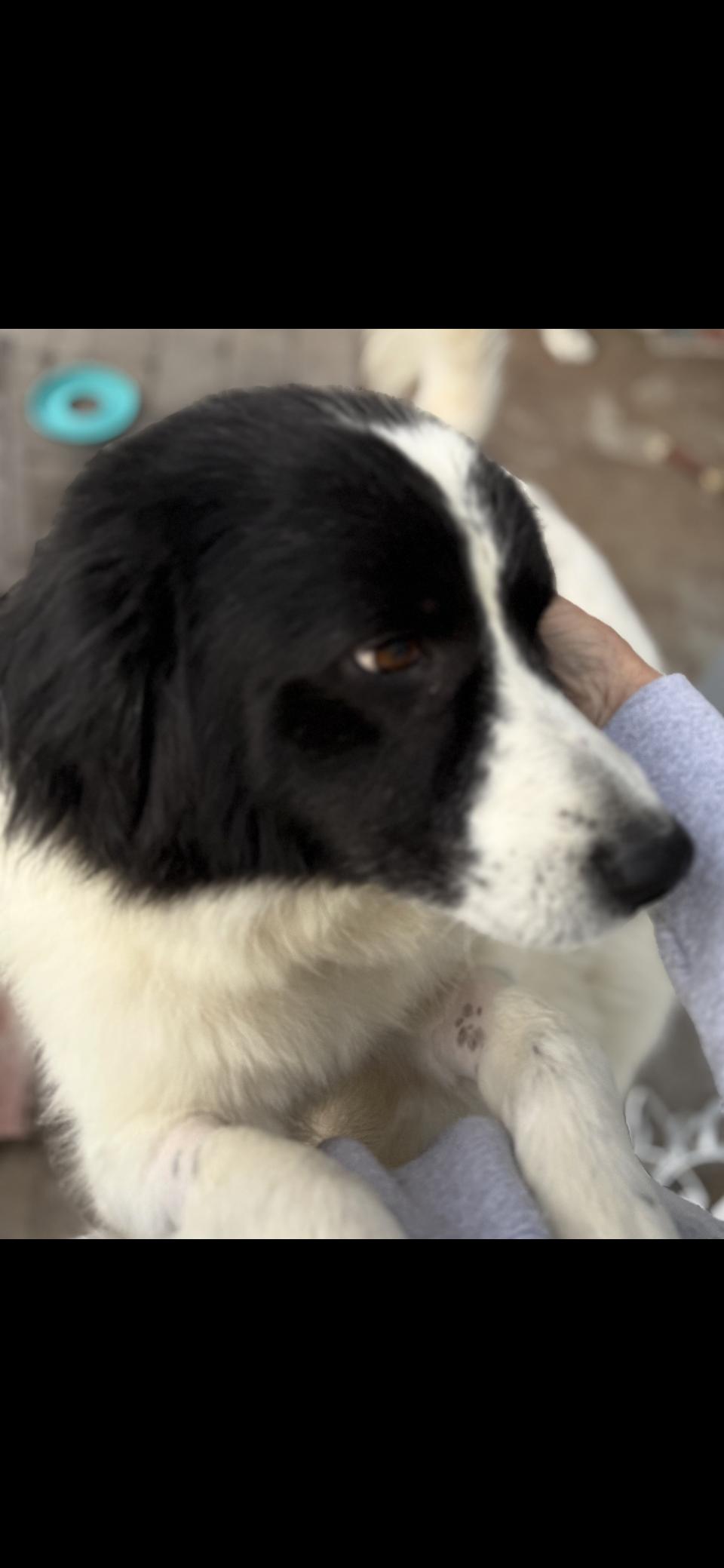 Enlarge Gracie Mae HTX, a Adoptable mixed breed in Quinlan, TX image 4/6