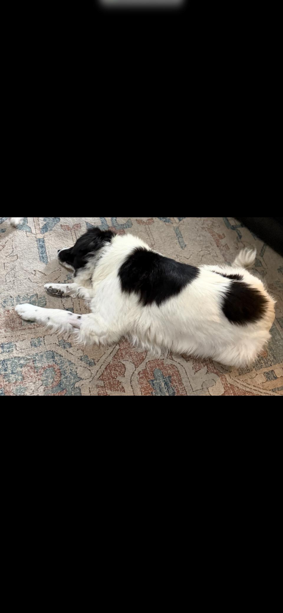 Enlarge Gracie Mae HTX, a Adoptable mixed breed in Quinlan, TX image 5/6