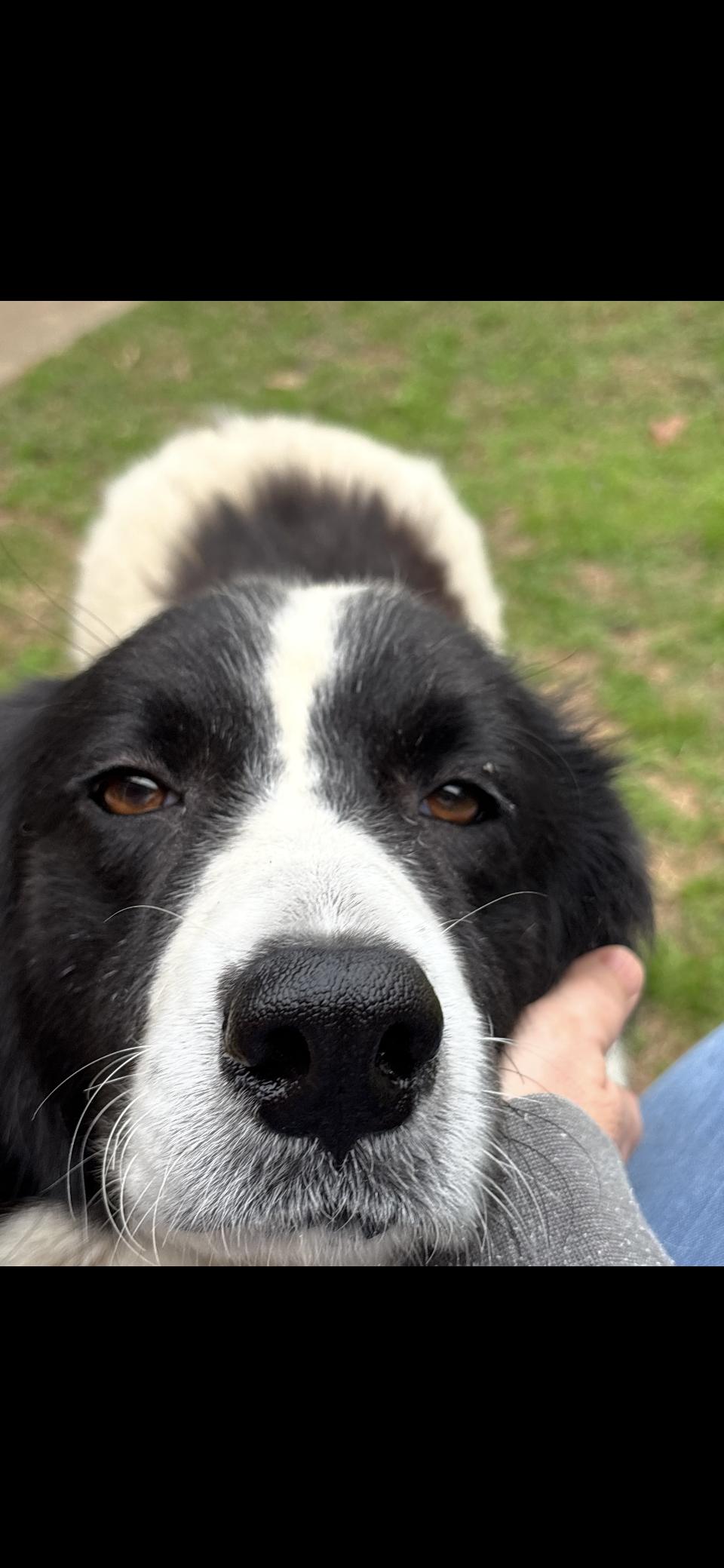 Enlarge Gracie Mae HTX, a Adoptable mixed breed in Quinlan, TX image 6/6