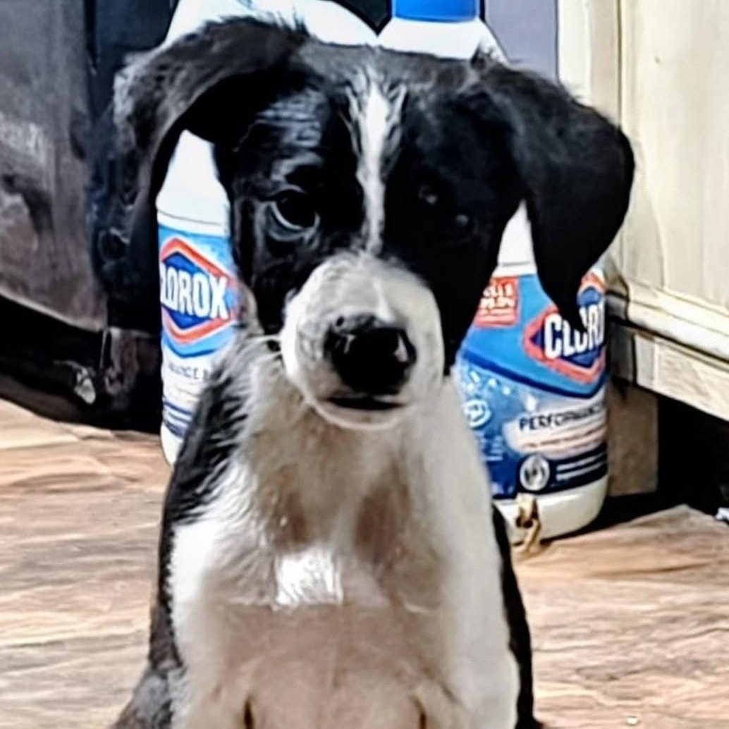 Boogie, Adoptable, Puppy Male Border Collie.
