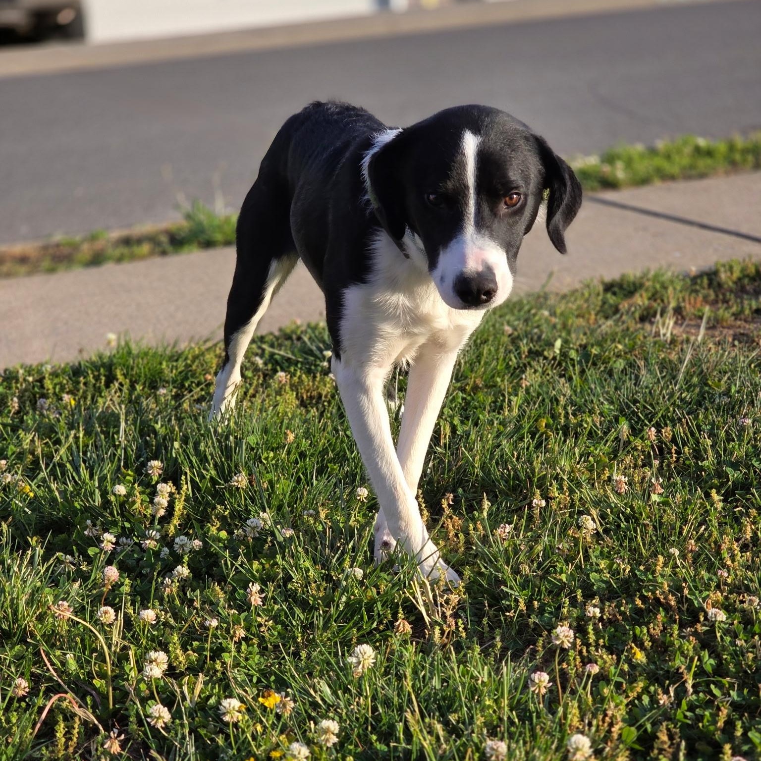 Enlarge Boogie, an adoptable mixed breed in CLARKSVILLE, TN image 2/2