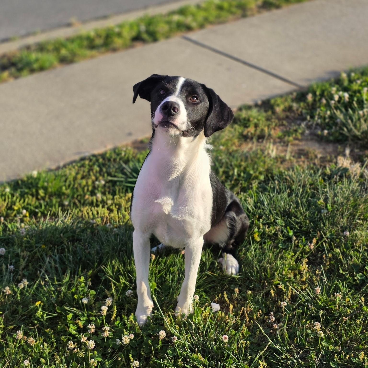 Enlarge Boogie, an adoptable mixed breed in CLARKSVILLE, TN image 1/2