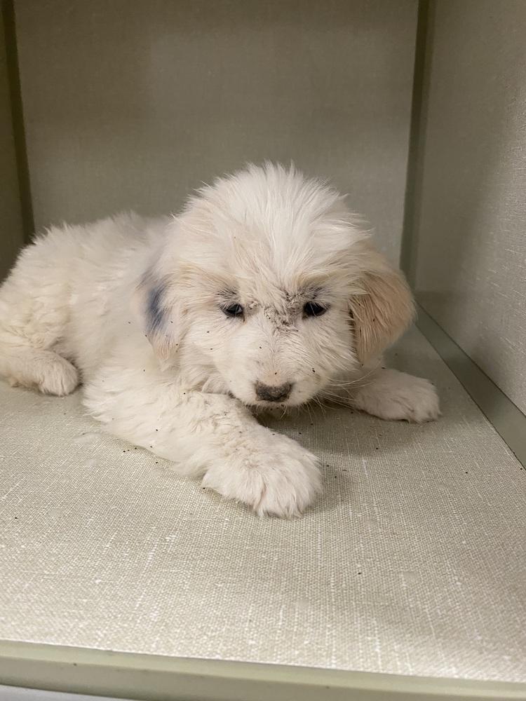 Phoebe, Adopted, Puppy Female Great Pyrenees.