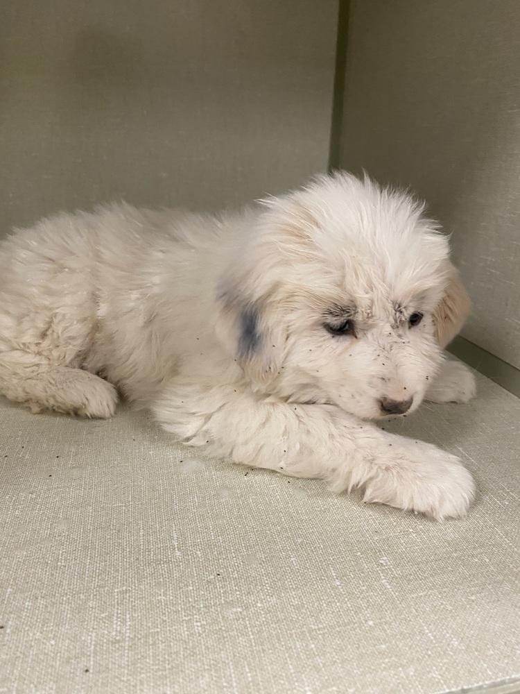 Enlarge Phoebe, a Adopted mixed breed in Cortez, CO image 2/3