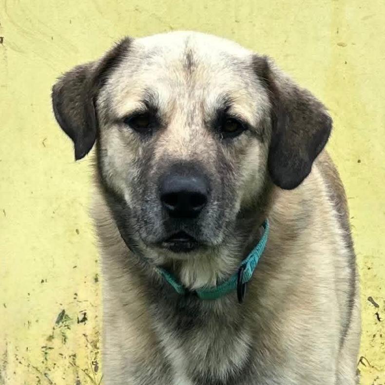 Ranger, Adoptable, Adult Male Anatolian Shepherd & Mixed Breed.