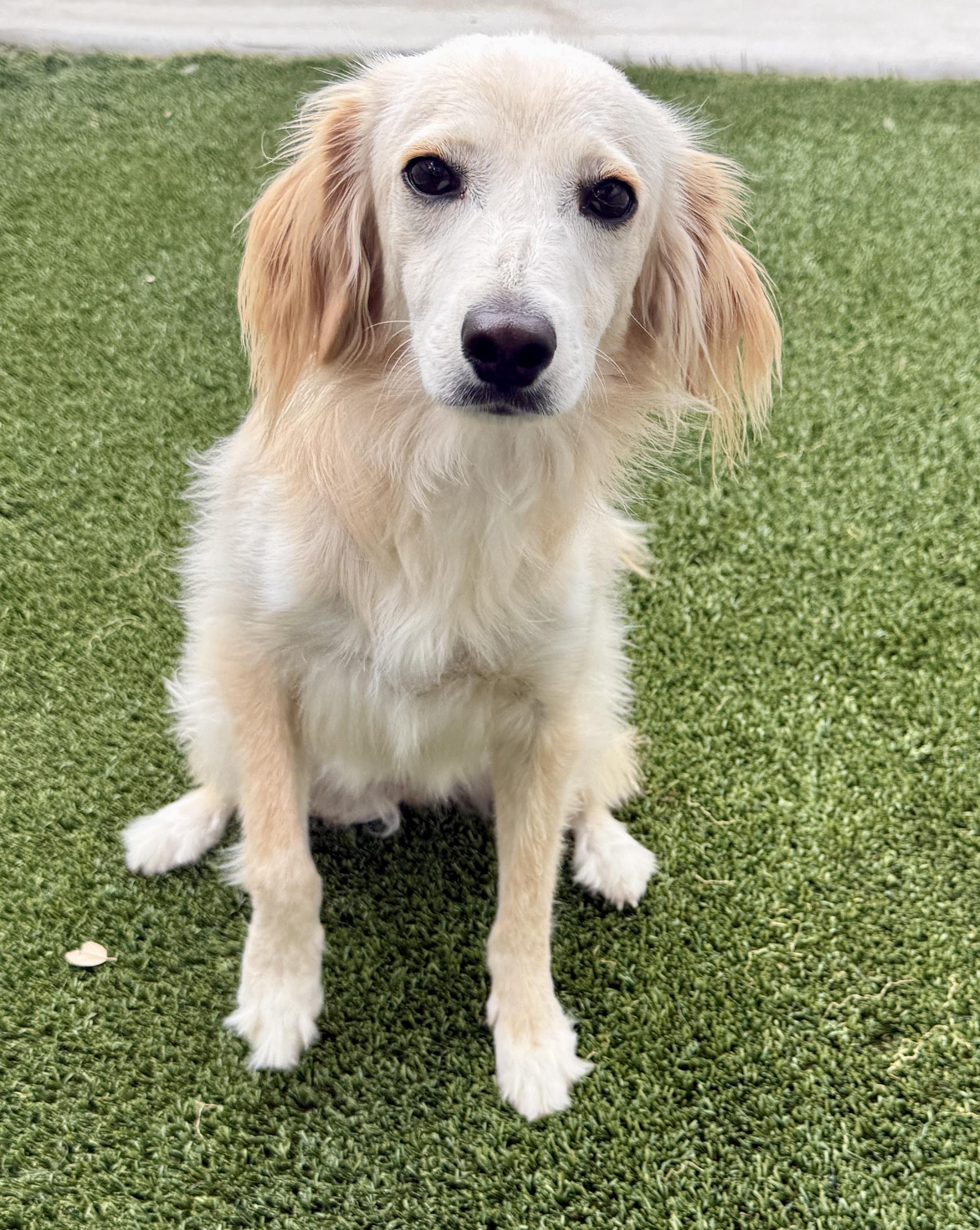 Dexter .... I am only 22 lbs, Adoptable, Adult Male Spaniel & Mixed Breed.