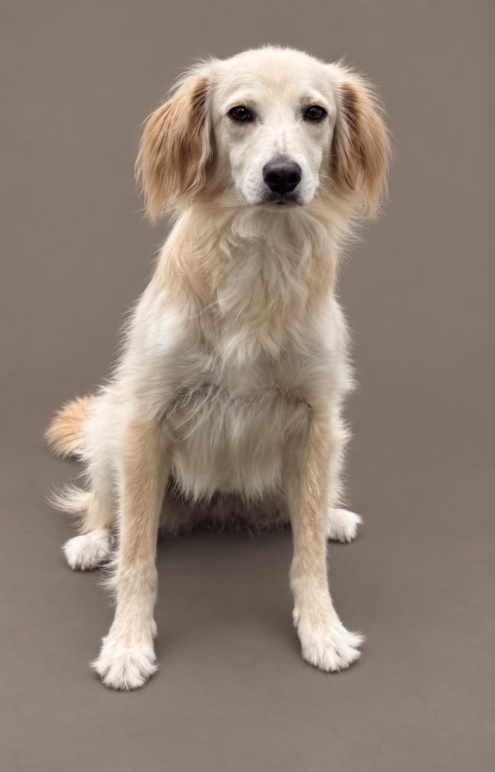 Enlarge Dexter .... I am only 22 lbs, a Adoptable mixed breed in Austin, TX image 4/6