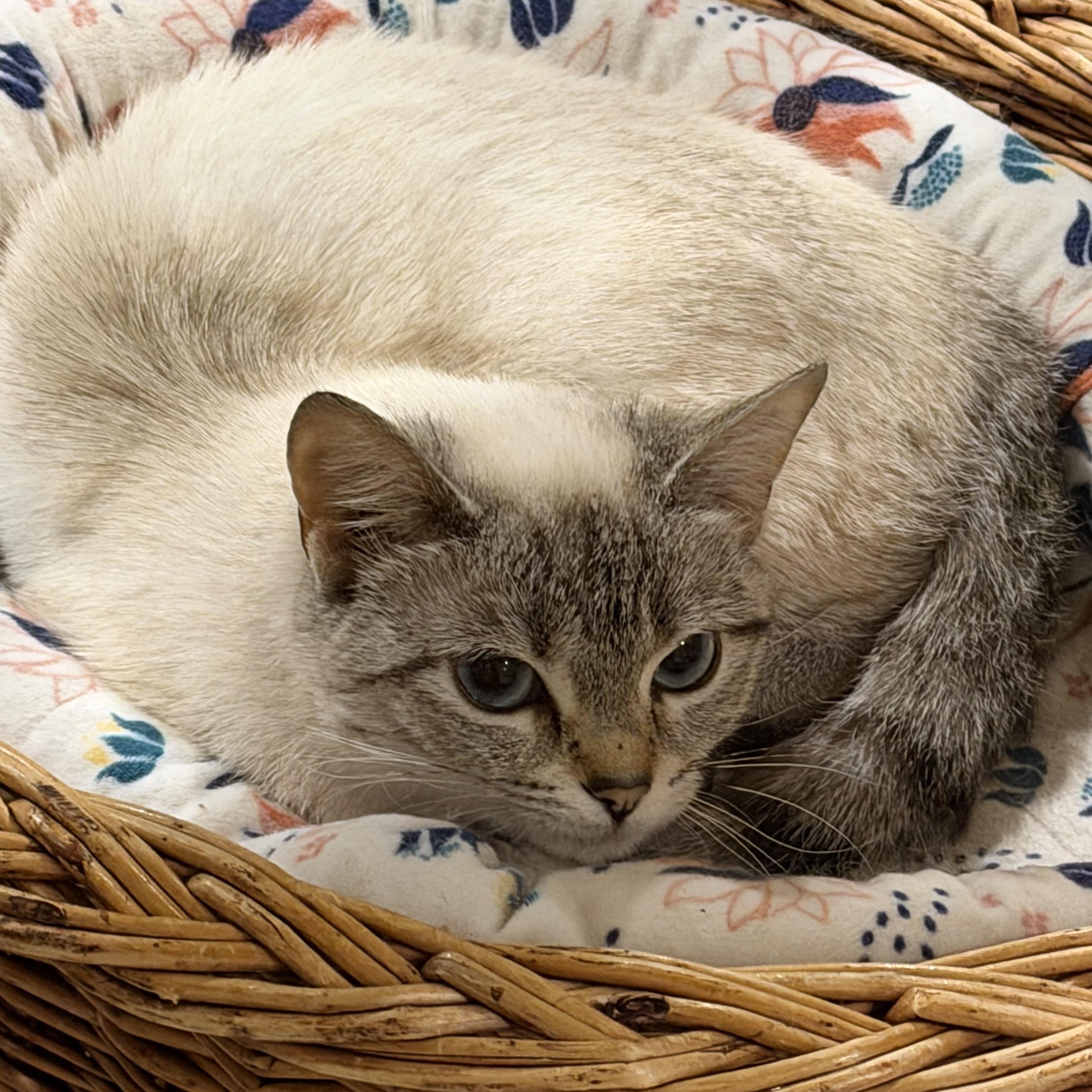 Lorelei-The Tiny Wallflower with Big Blue Eyes, ADOPTABLE, Young Female Domestic Short Hair.