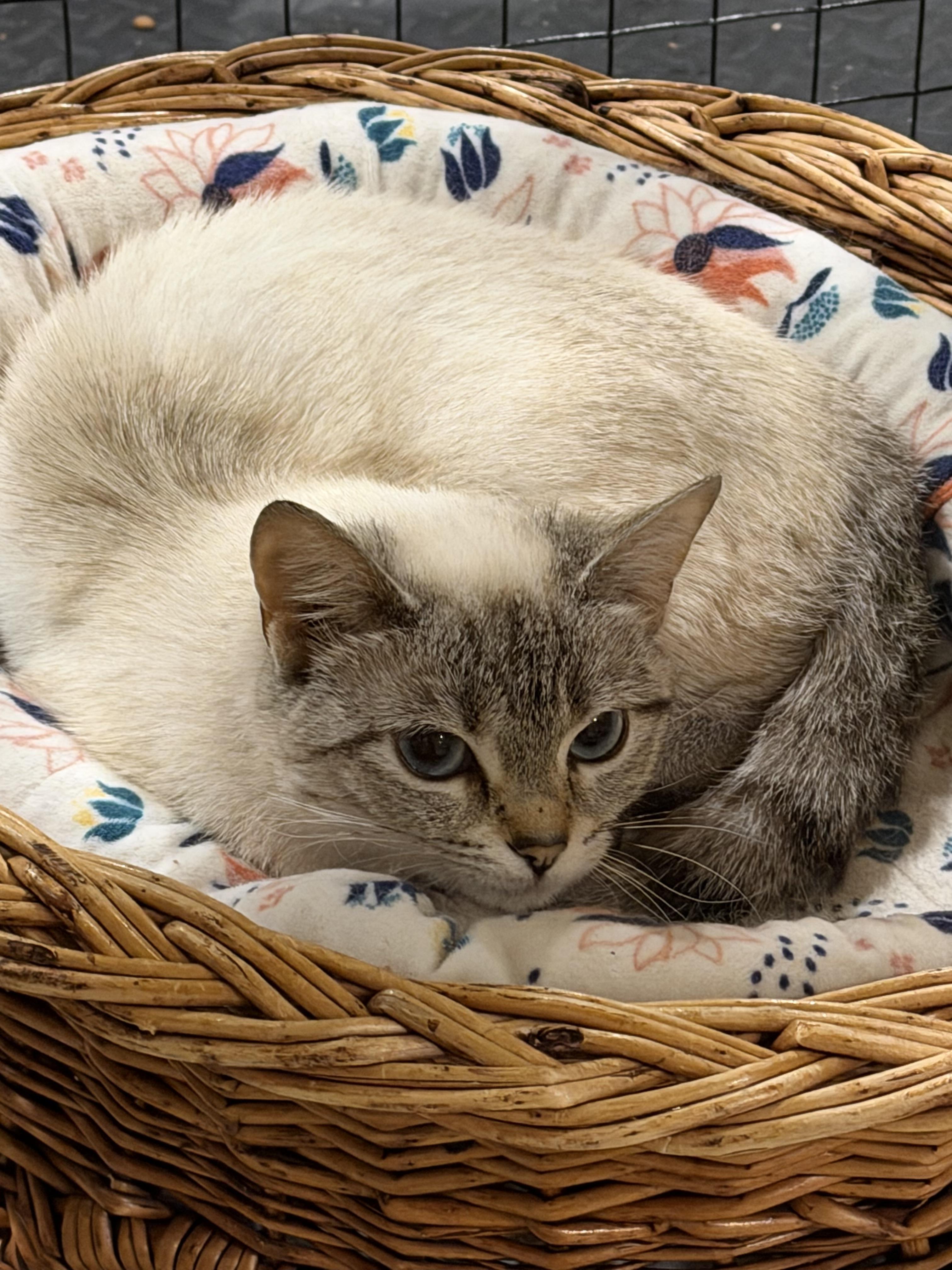 Enlarge Lorelei-The Tiny Wallflower with Big Blue Eyes, a ADOPTABLE Domestic Short Hair in Bristow, VA image 2/2