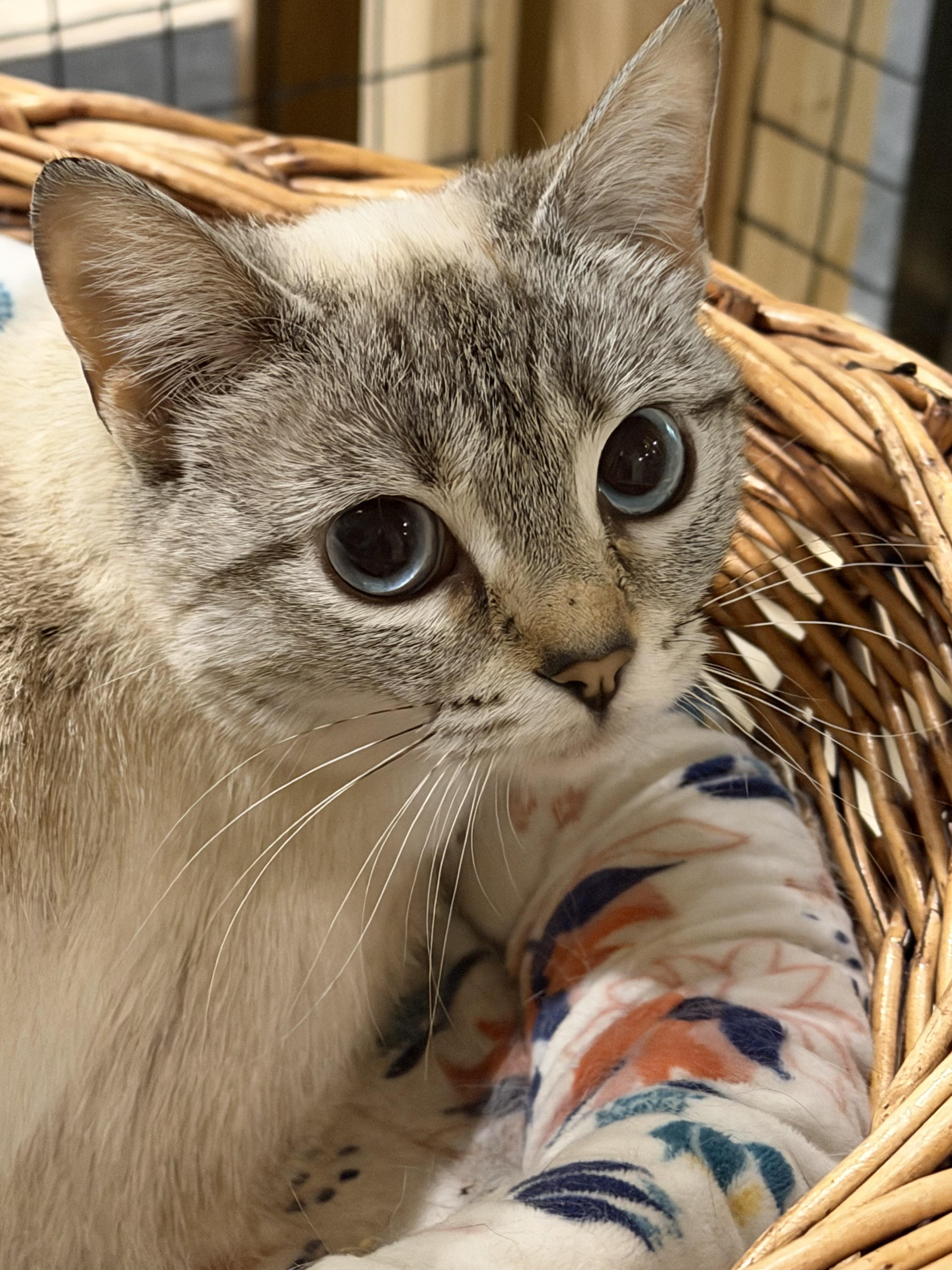 Enlarge Lorelei-The Tiny Wallflower with Big Blue Eyes, a ADOPTABLE Domestic Short Hair in Bristow, VA image 1/2