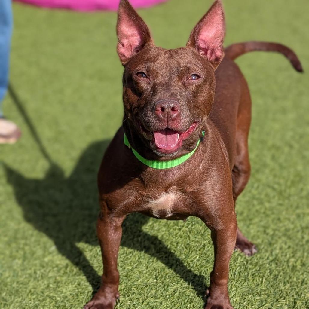 Tammi, Adoptable, Adult Female Mixed Breed.