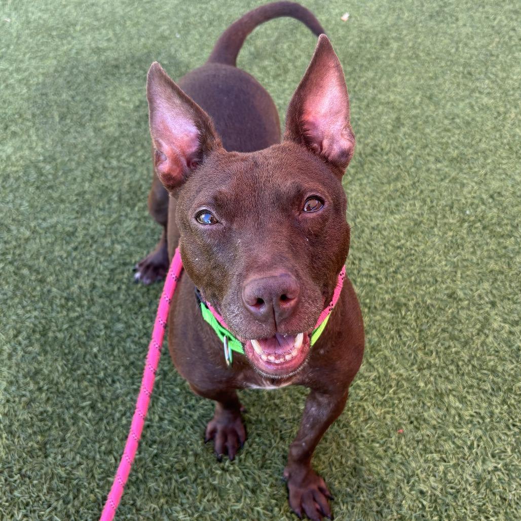 Tammi, a Adoptable Mixed Breed in Washington Township, OH image 2/6