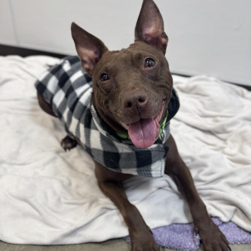 Tammi, a Adoptable Mixed Breed in Washington Township, OH image 3/6