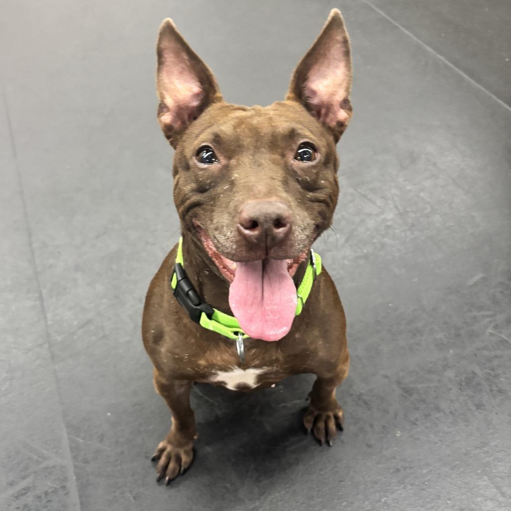 Tammi, a Adoptable Mixed Breed in Washington Township, OH image 4/6