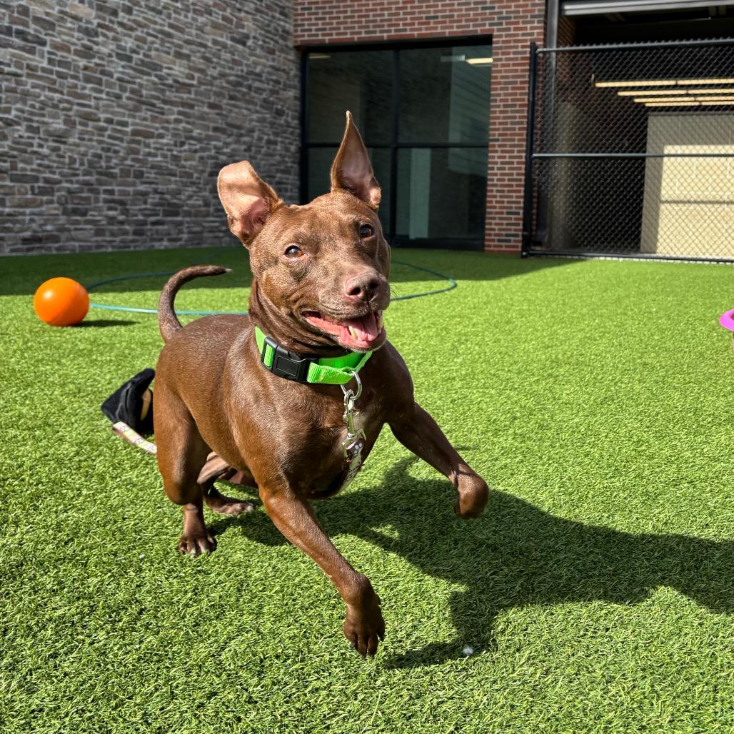 Tammi, a Adoptable Mixed Breed in Washington Township, OH image 5/6