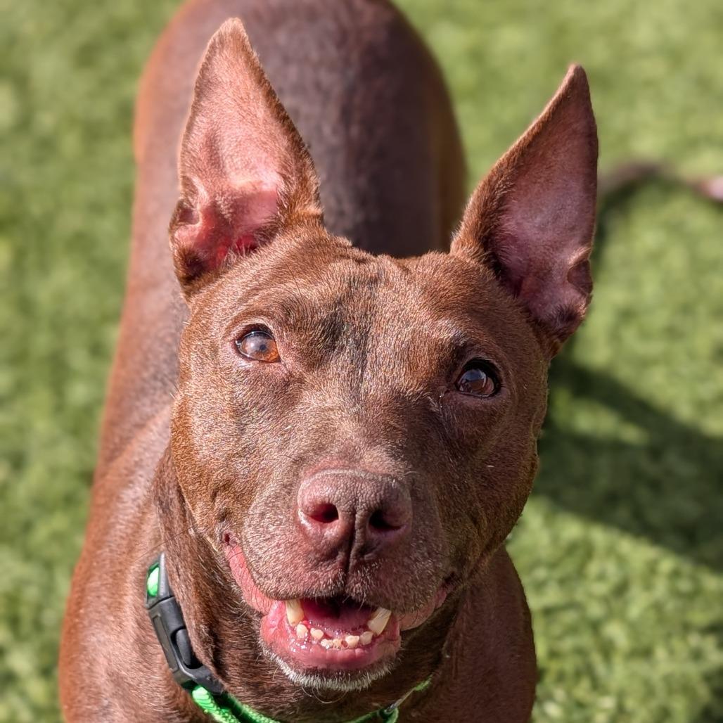 Tammi, a Adoptable Mixed Breed in Washington Township, OH image 6/6