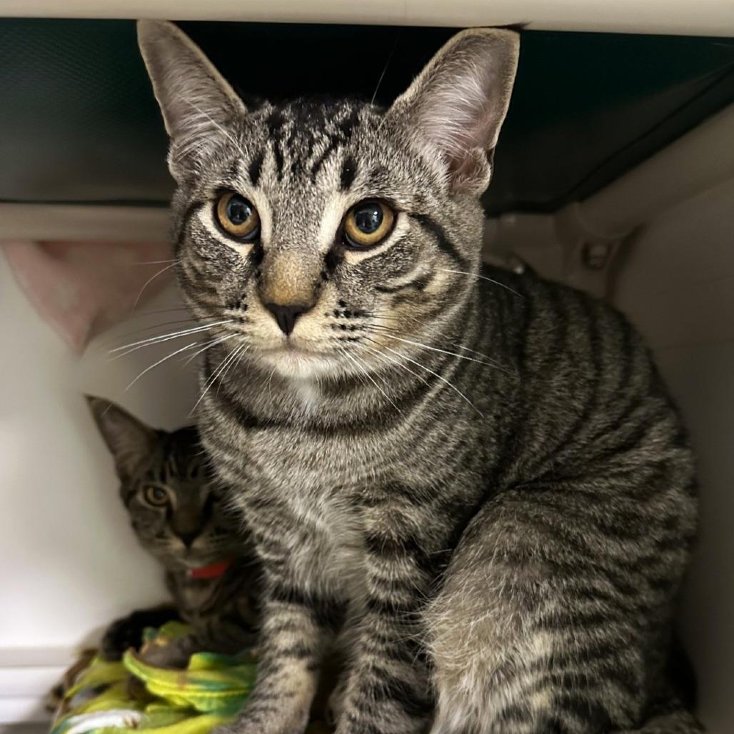 Emeril Lagasse, Adoptable, Young Male Domestic Short Hair.