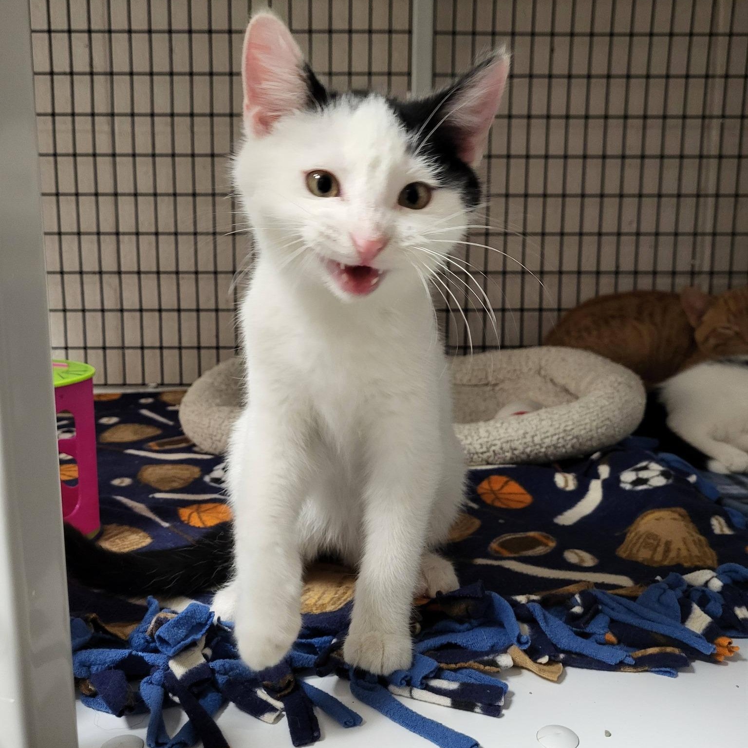 Domino, adoptable, Young Male Domestic Short Hair.