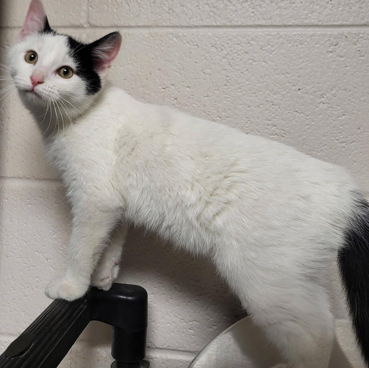 Enlarge Domino, an adoptable Domestic Short Hair in Chilton, WI image 4/4