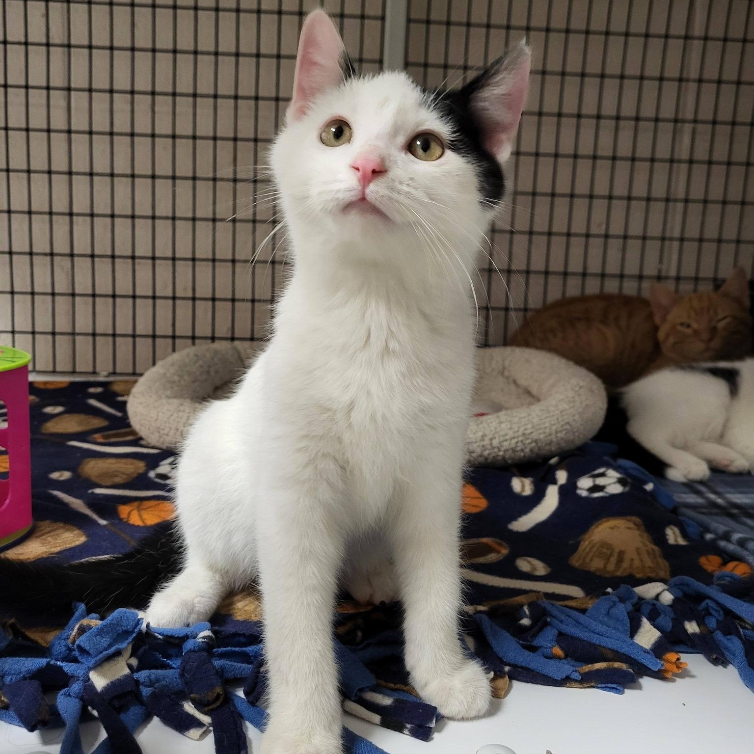 Enlarge Domino, an adoptable Domestic Short Hair in Chilton, WI image 2/4