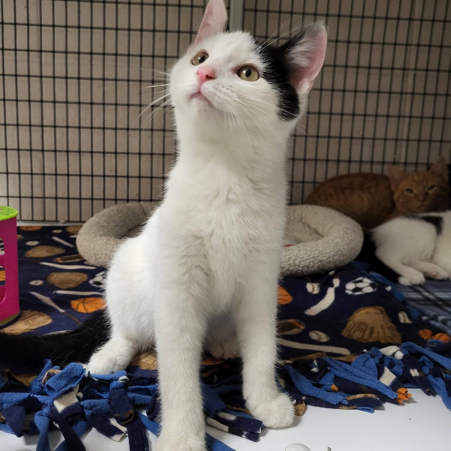 Enlarge Domino, an adoptable Domestic Short Hair in Chilton, WI image 3/4