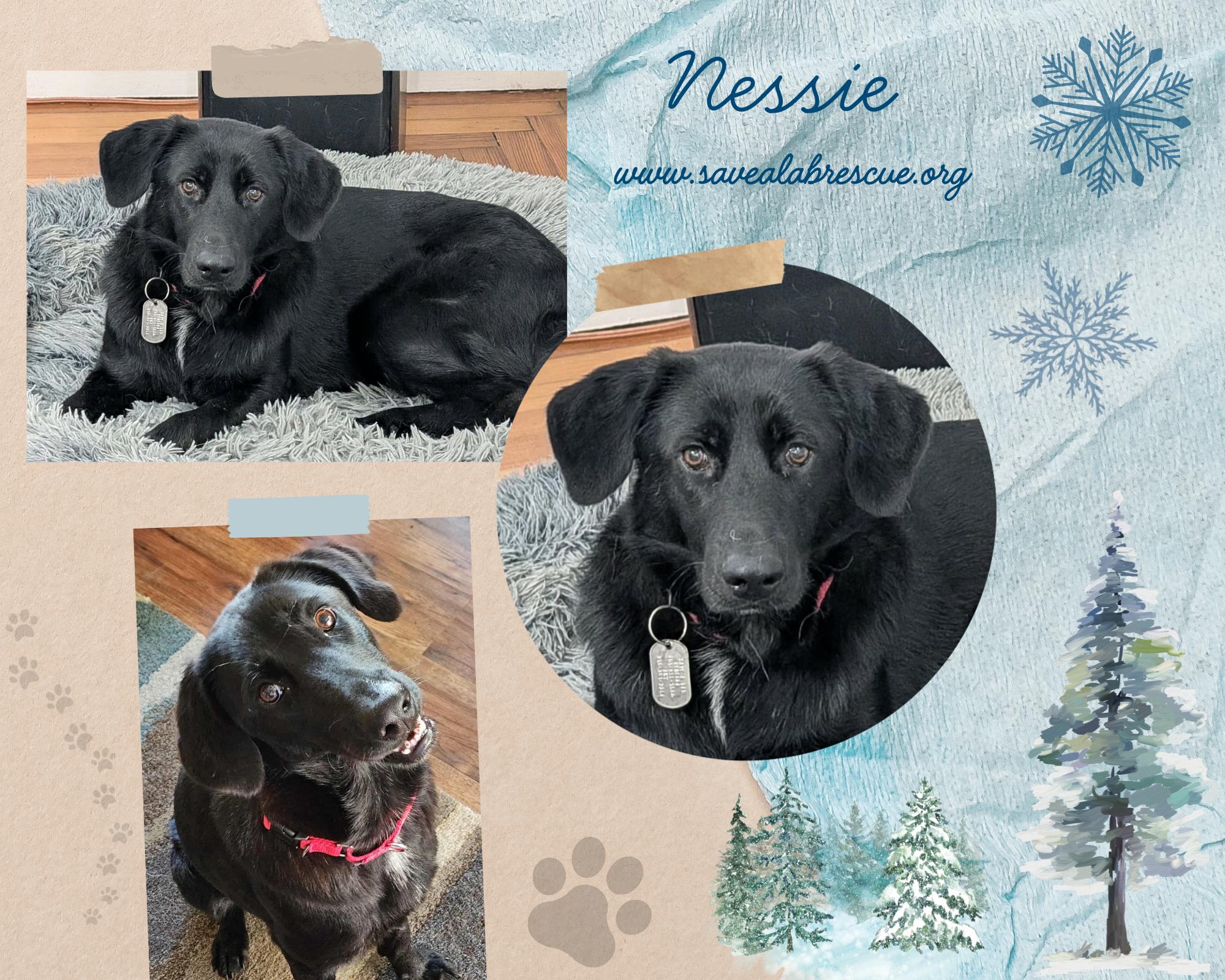 Enlarge Nessie, an adopted mixed breed in Newport, RI image 1/2