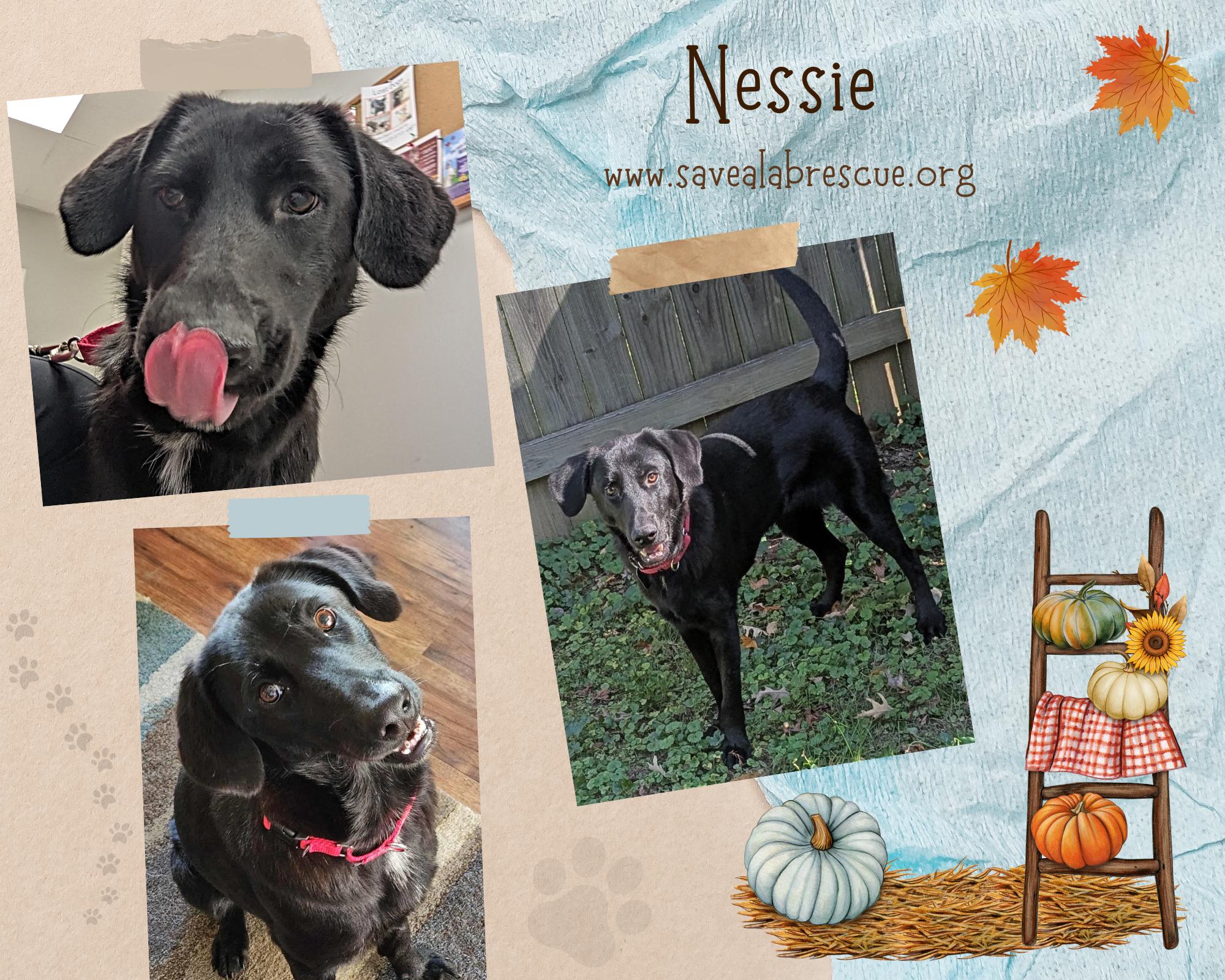Nessie, Adoptable, Adult Female Labrador Retriever & Black Labrador Retriever.
