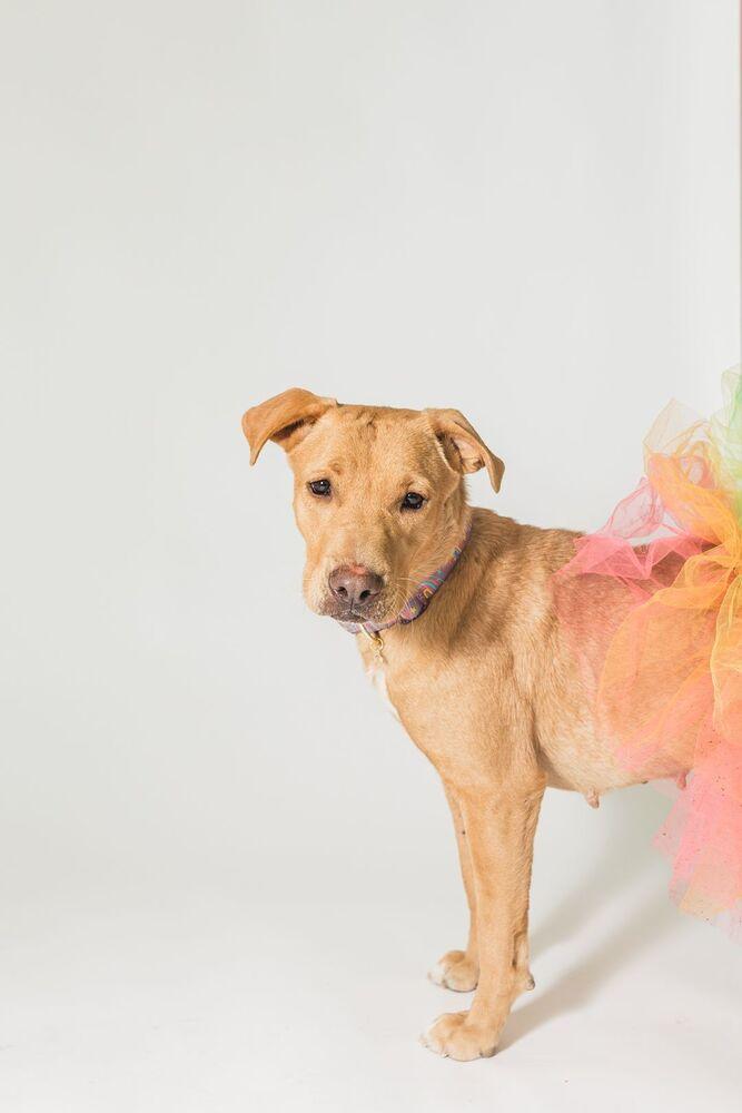 Cupcake, Adopted, Young Female American Staffordshire Terrier.