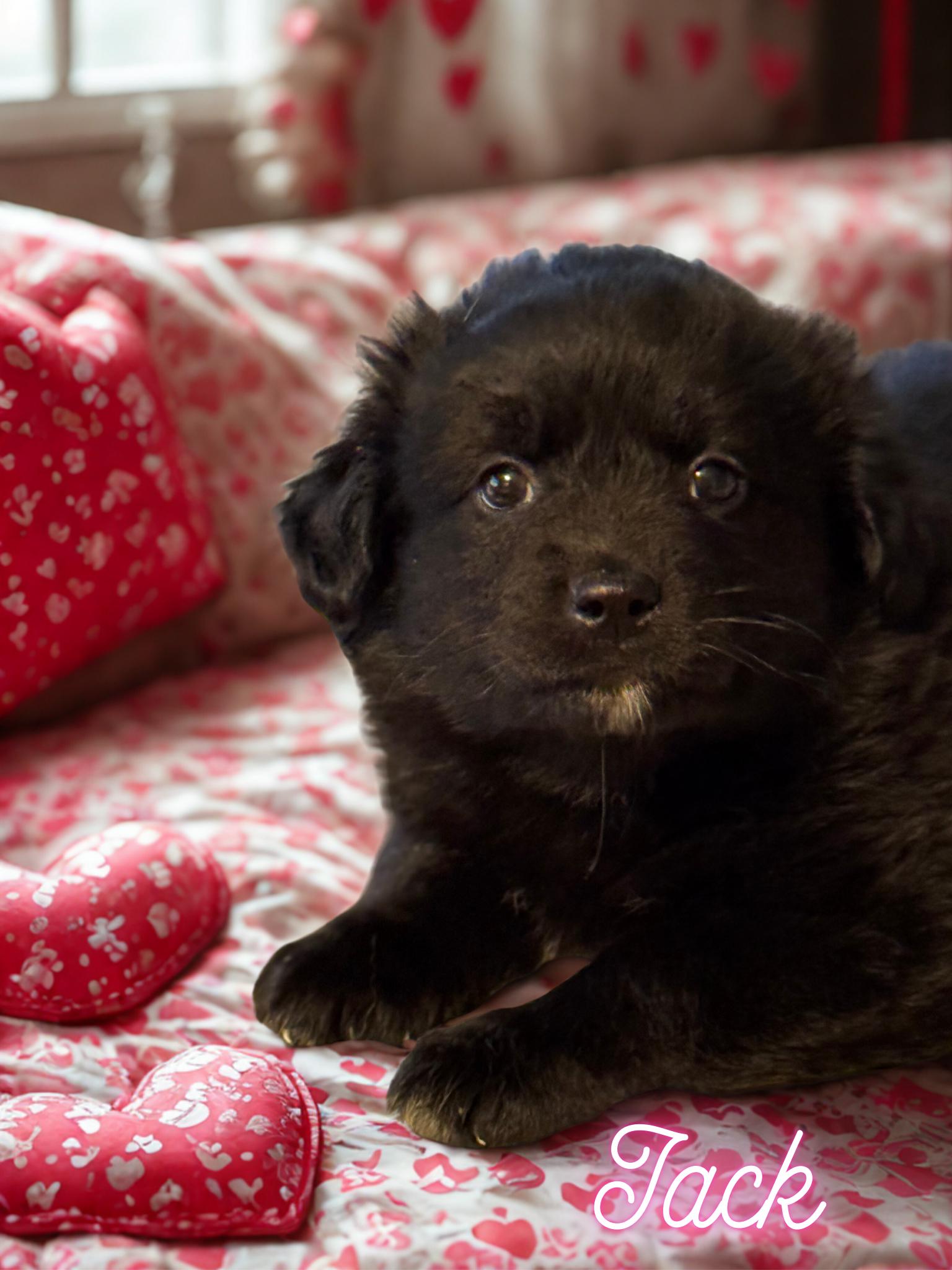 Jack, Adopted, Young Male Pug & Chihuahua.
