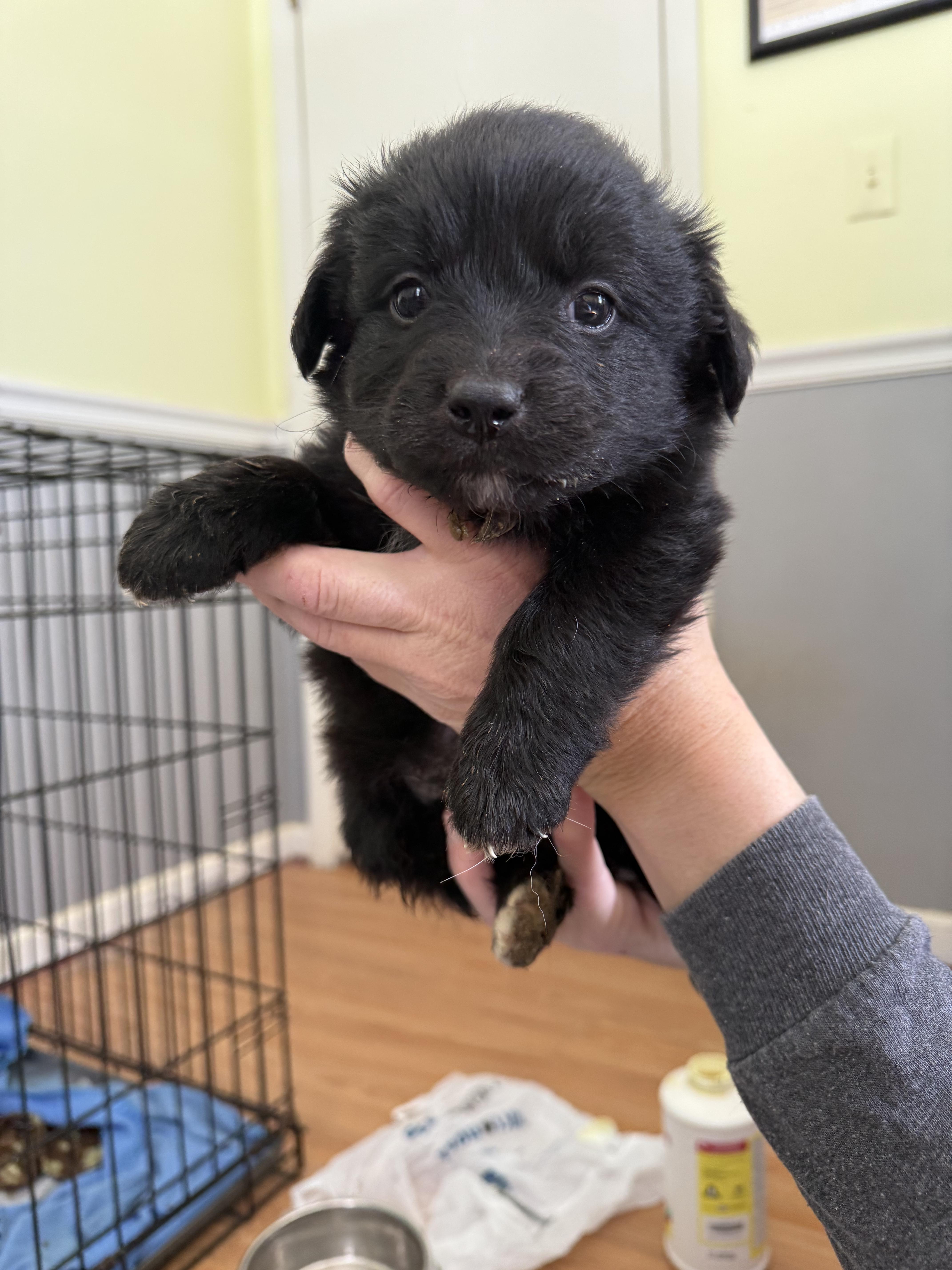 Jack, a Adopted mixed breed in Willard, NC image 2/3
