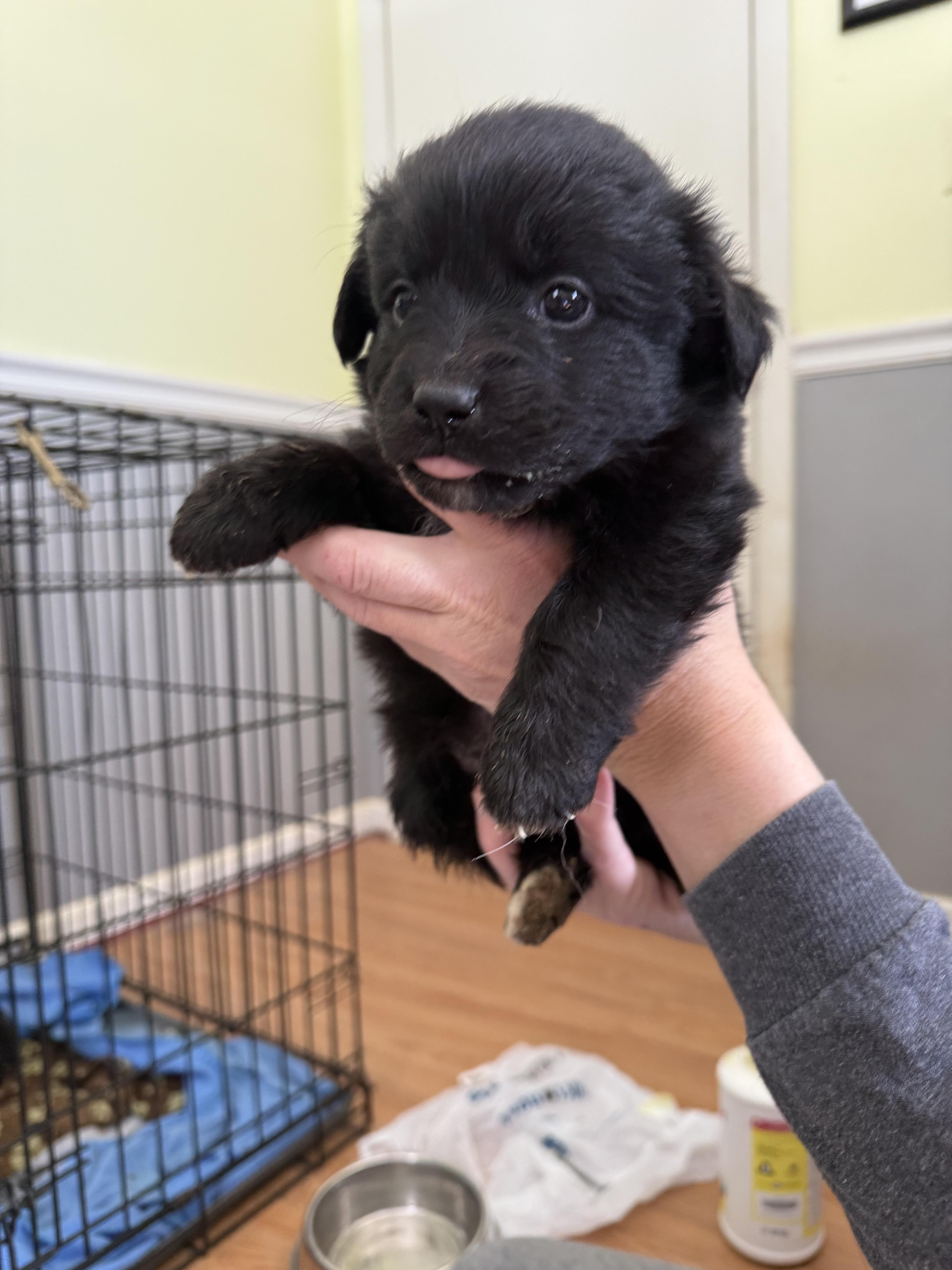 Jack, a Adopted mixed breed in Willard, NC image 3/3