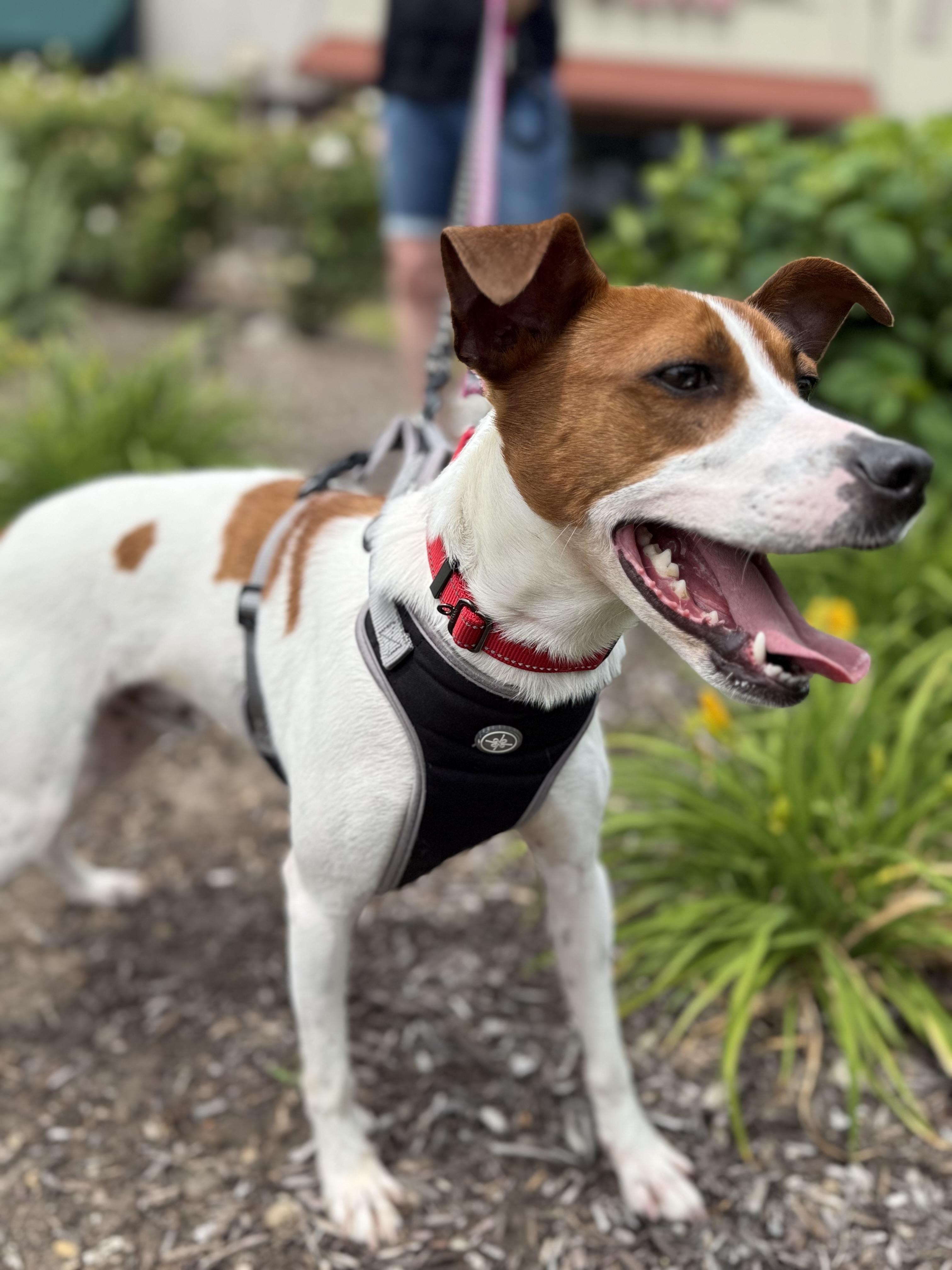 Bagel, a ADOPTABLE mixed breed in Crystal Lake, IL image 3/6