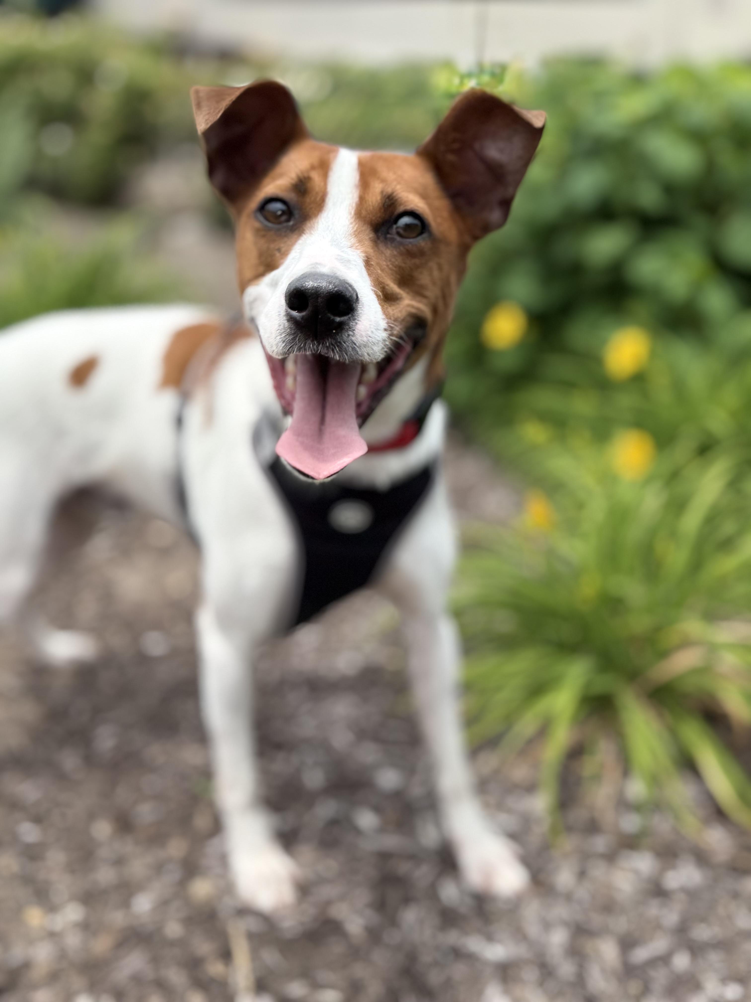 Bagel, ADOPTABLE, Young Male Rat Terrier.