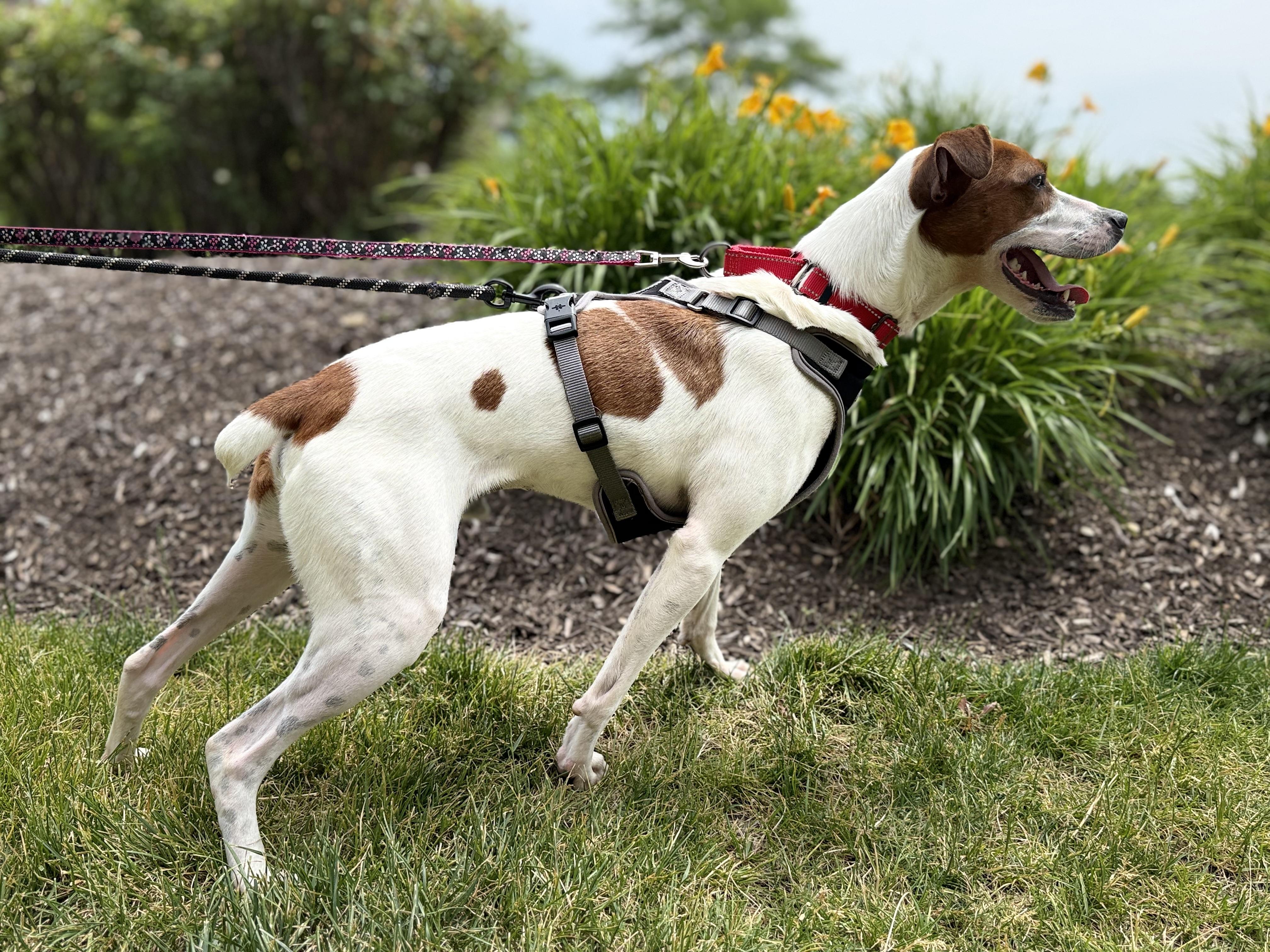 Bagel, a ADOPTABLE mixed breed in Crystal Lake, IL image 4/6