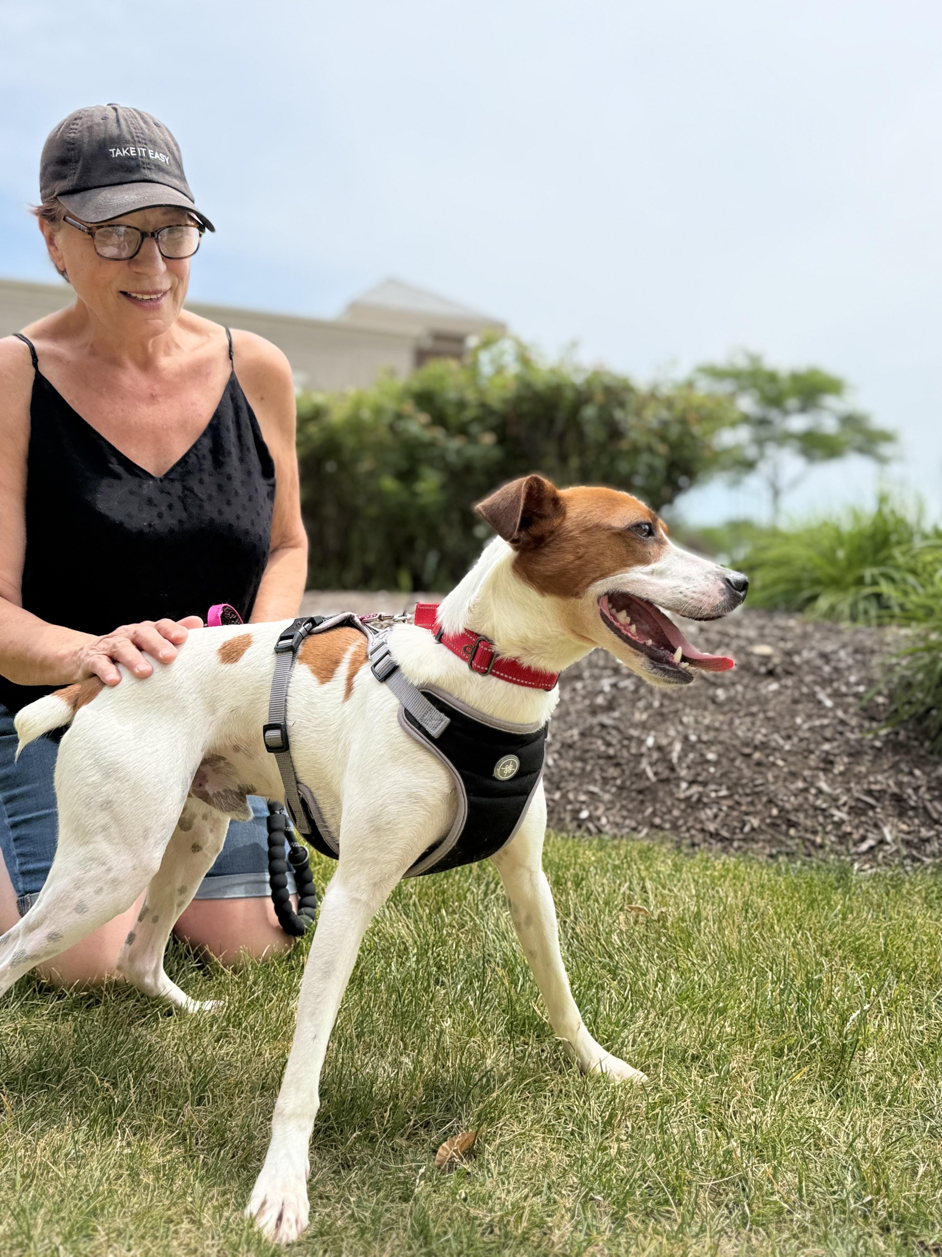 Bagel, a ADOPTABLE mixed breed in Crystal Lake, IL image 6/6